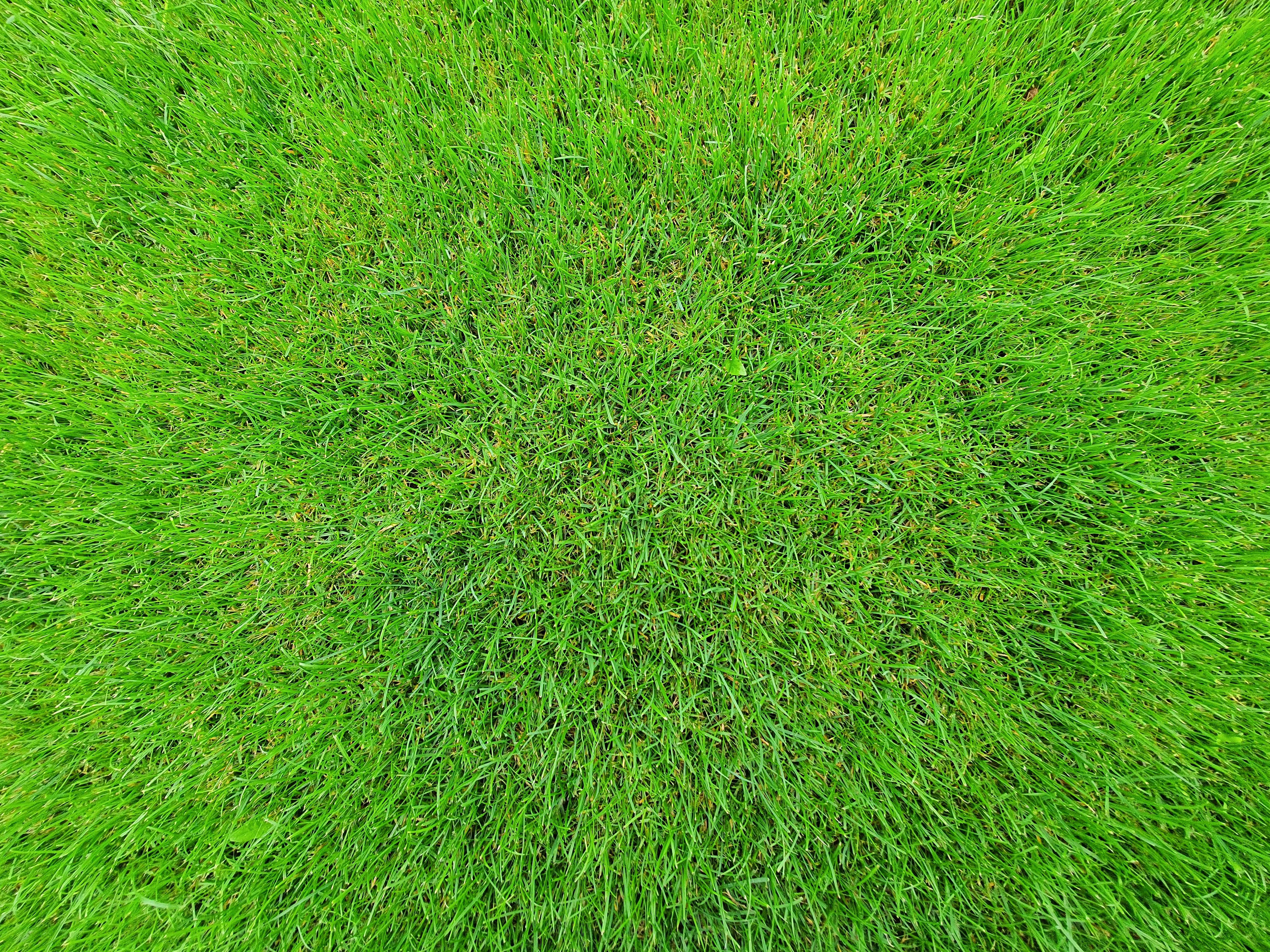Newly installed sod in front yard