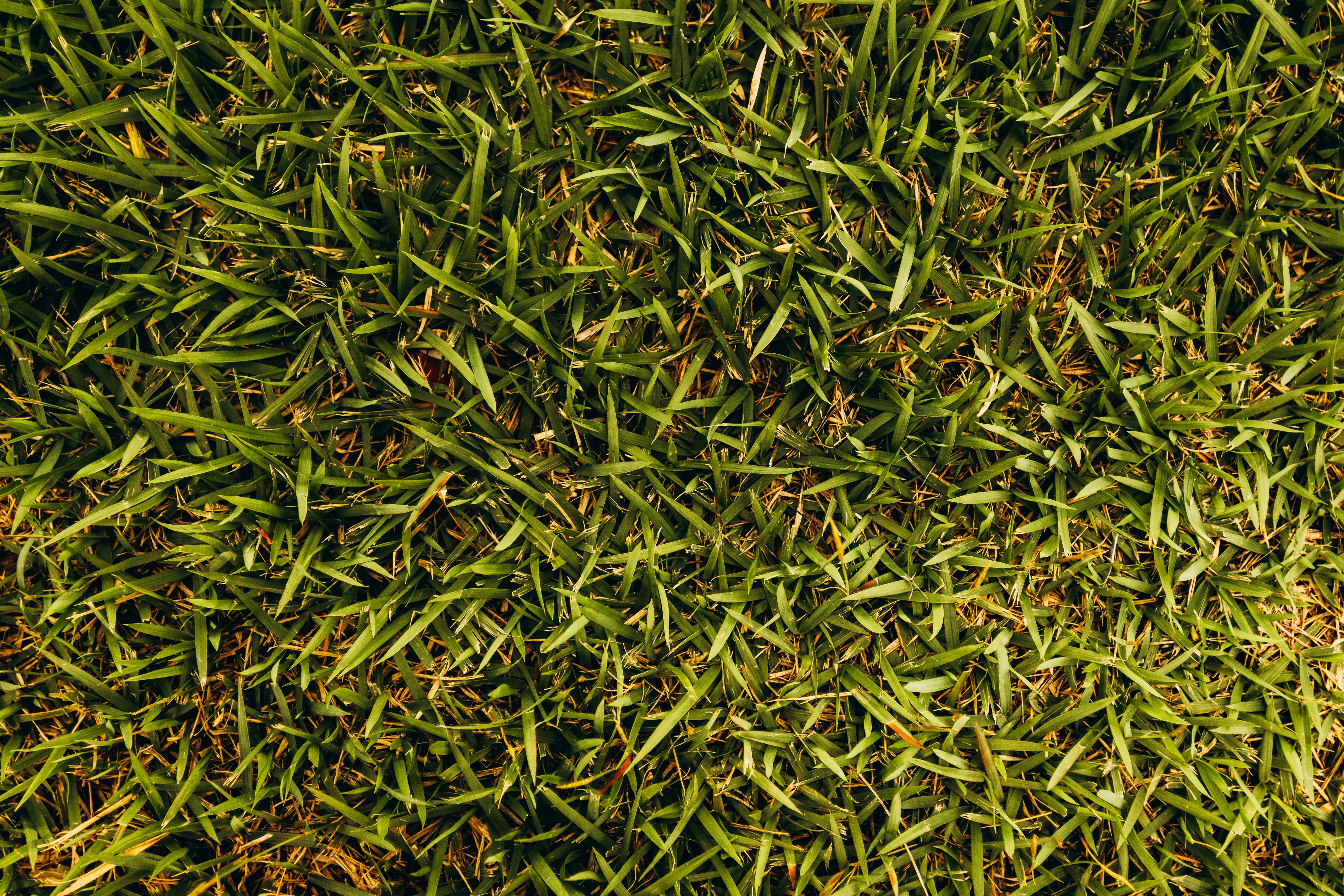 Healthy green sod backyard lawn