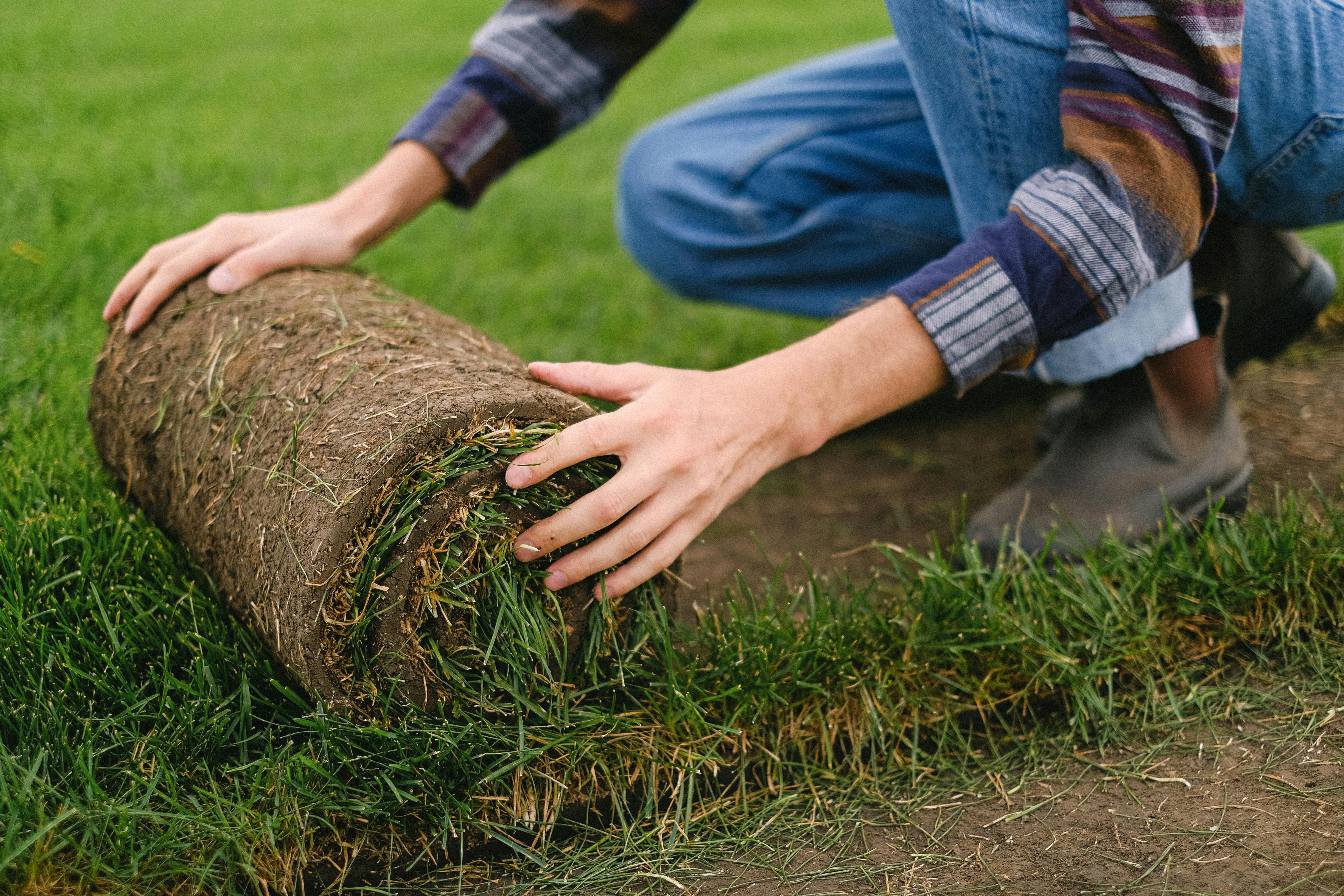 Sod being laid in rows