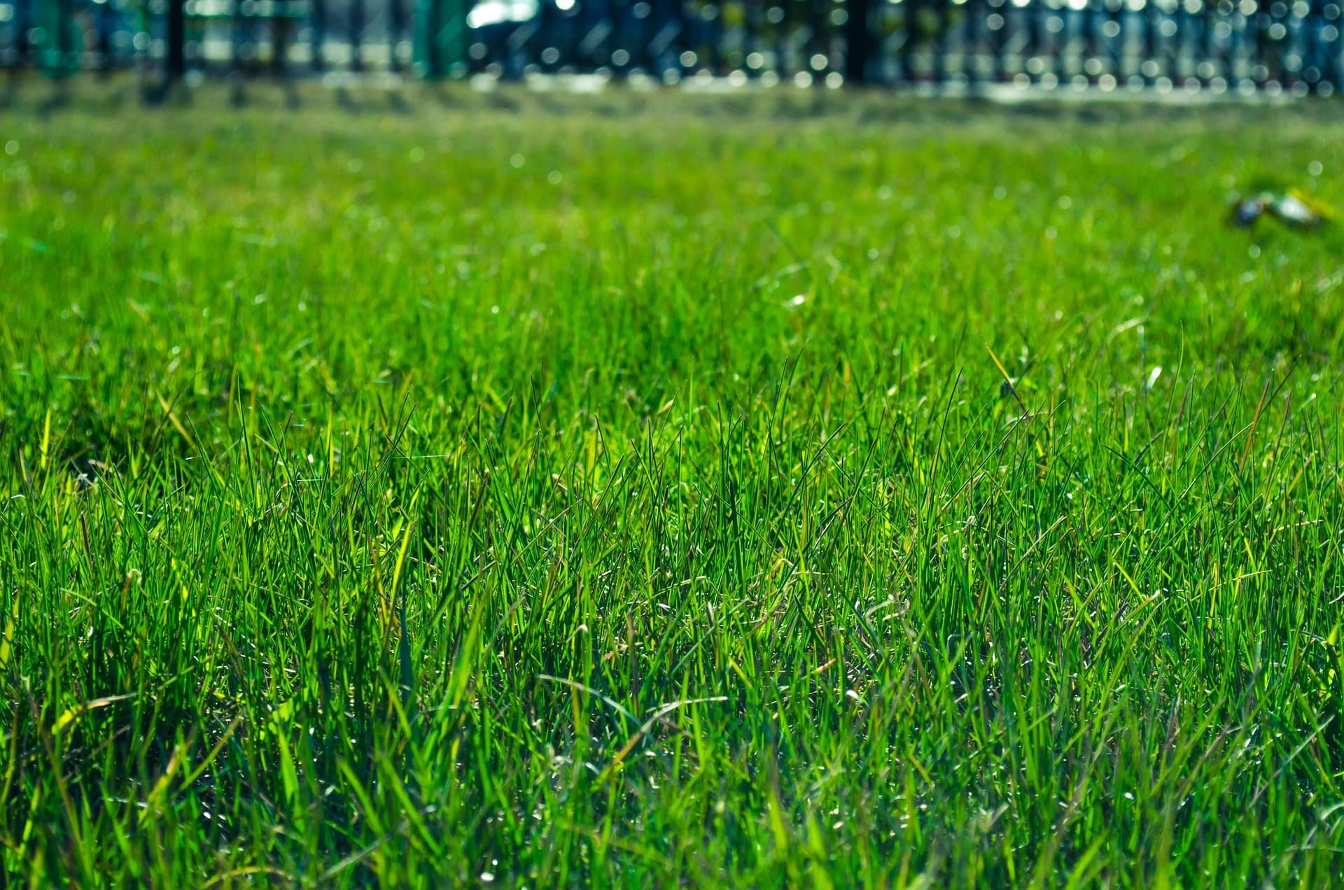 Finished green lawn